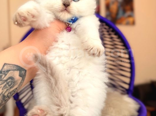 Scottish Fold Longhair Bluepoint görsel
