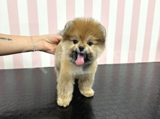 Üst Düzey Dişi Safkan Pomeranian Boo Yavru görsel