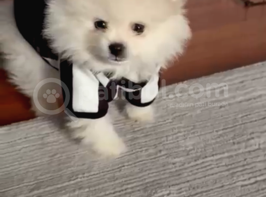 Pomerian Boo Sıfır Beden görsel