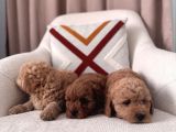 Maltipoo Bebeklerim