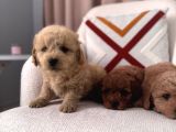 Maltipoo Bebeklerim