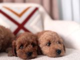 Maltipoo Bebeklerim