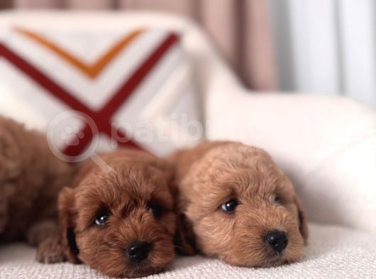 Maltipoo Bebeklerim görsel