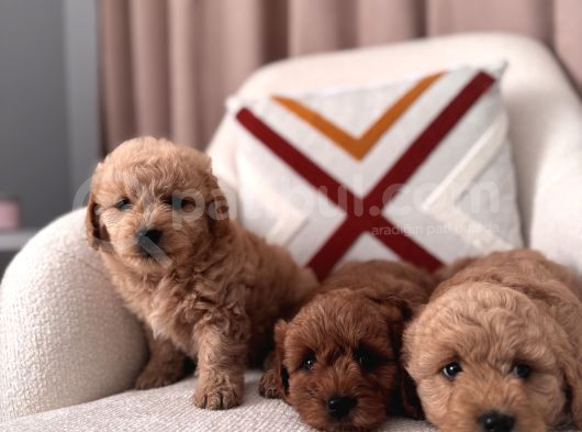 Maltipoo Bebeklerim görsel