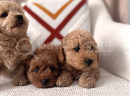 Maltipoo Bebeklerim görsel