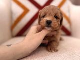 Maltipoo Bebeklerim
