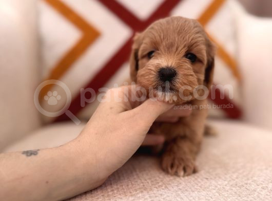 Maltipoo Bebeklerim görsel