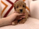 Maltipoo Bebeklerim