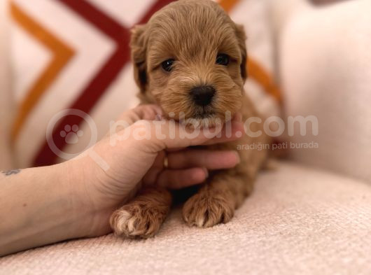 Maltipoo Bebeklerim görsel