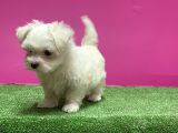 MALTESE TERRİER YAVRU
