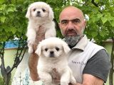 Peki̇nez Yavru