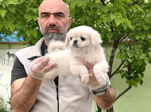 Peki̇nez Yavru görsel