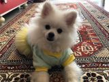 Pomerian Boo Sıfır Beden