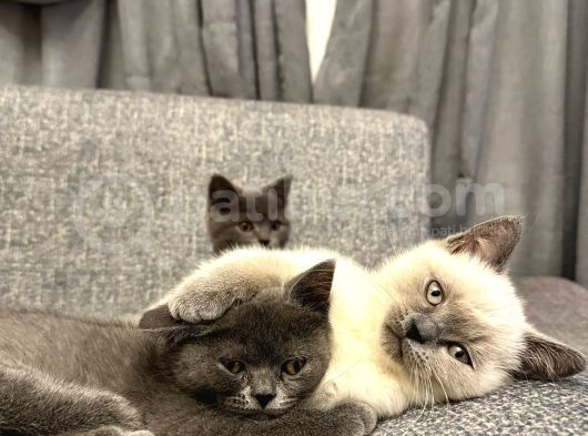 2 Aylık British Shorthair Point Dişi-Erkek Kediler görsel
