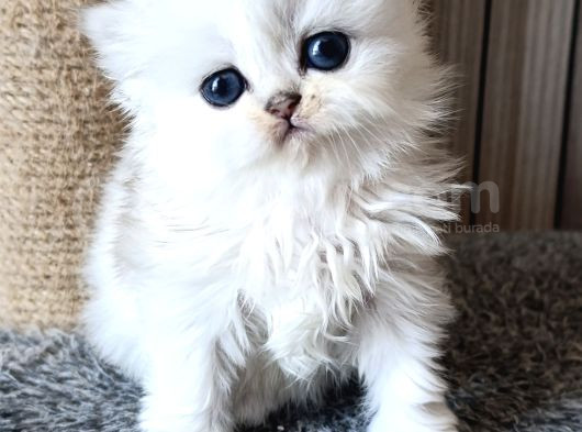En şirin Silver longhair