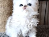 En Şirin Silver Longhair