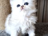En Şirin Silver Longhair