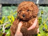 Toy Poodle Bebekler Hazir