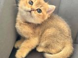 Uyguna Golden Bri̇ti̇sh Shorthai̇r Erkek Bebek