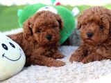 LOTUS PET COUNTRYDEN RED BROWN TOY POODLE YAVRULAR