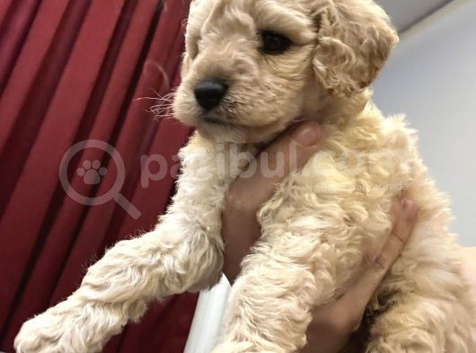 Şeker Maltipoo görsel