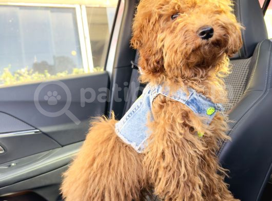 6 Aylık Erkek Toy Poodle