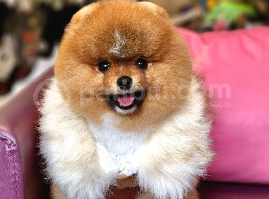 Erkek Ayı Surat Yetişkin Tattoolu Pomeranian Boo görsel