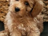 Veteriner Teknikerinden Sevimli Poodle