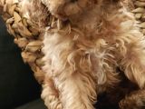 Veteriner teknikerinden sevimli poodle