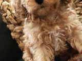 Veteriner Teknikerinden Sevimli Poodle