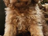 Veteriner Teknikerinden Sevimli Poodle