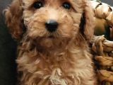Veteriner Teknikerinden Sevimli Poodle