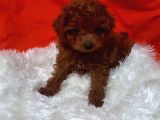 Toy Poodle Anne Altindan