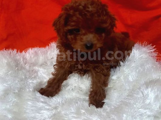 Toy Poodle Anne Altindan görsel