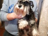 1 İle 3 Yaş Arasi Ori̇ji̇nal Schnauzer Köpekler