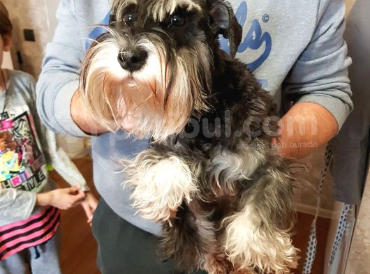 1 İle 3 Yaş Arasi Ori̇ji̇nal Schnauzer Köpekler