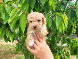 Maltipoo Yavrumuz Yeni Ailesini Arıyor