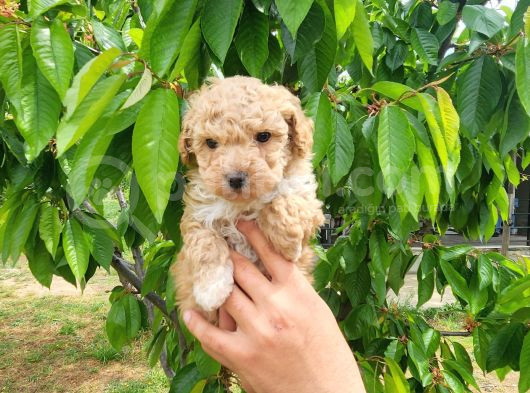 Maltipoo Yavrumuz Yeni Ailesini Arıyor görsel