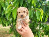Maltipoo Yavrumuz Yeni Ailesini Arıyor