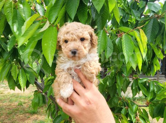 Maltipoo Yavrumuz Yeni Ailesini Arıyor görsel