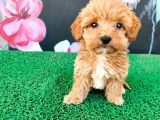 Şeker Gibi Maltipoo Yavrularım