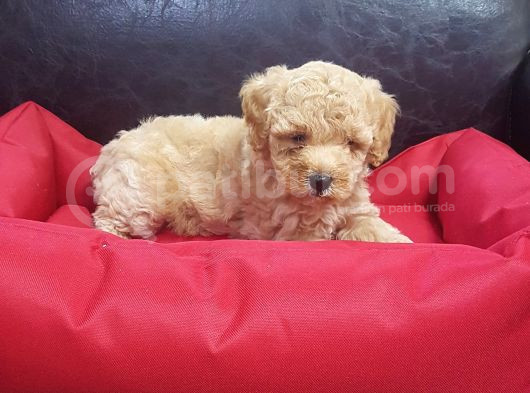 Kore Kan A Kali̇te Malti̇poo Yavrular görsel