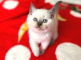 Safkan Bri̇ti̇sh Sorthai̇r Bluepoi̇nt Efsane Yavrular