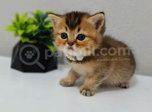 Black Golden Bebeği̇m Tesli̇me Hazir görsel