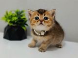 Black Golden Bebeği̇m Tesli̇me Hazir