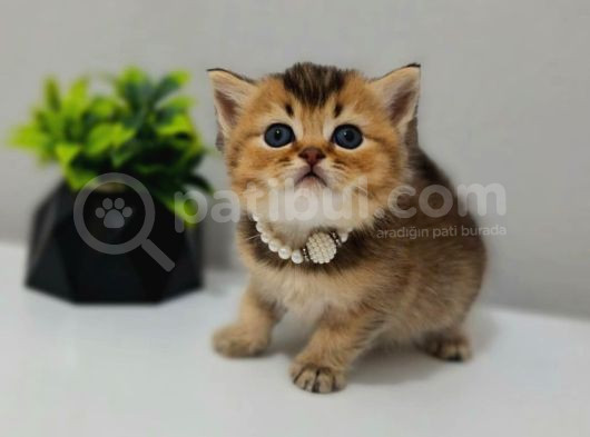 Black Golden Bebeği̇m Tesli̇me Hazir görsel
