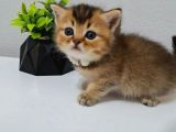 Black Golden Bebeği̇m Tesli̇me Hazir