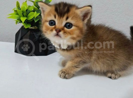 Black Golden Bebeği̇m Tesli̇me Hazir görsel