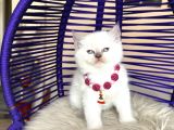 British Shorthair Bluepoint