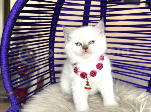 British Shorthair Bluepoint görsel